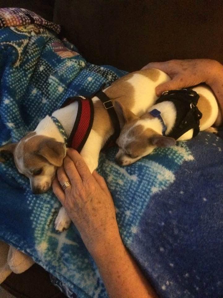 Our cute little puppies. Part chihuahua and part jack Russell terrier