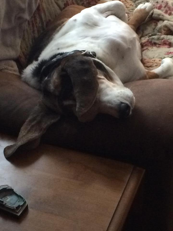 Happy dog day!!!! Love our Sadie girl!!!