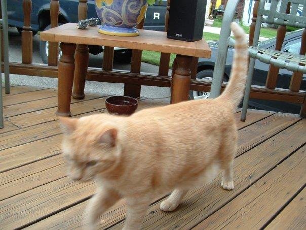 Tigger looking for trouble