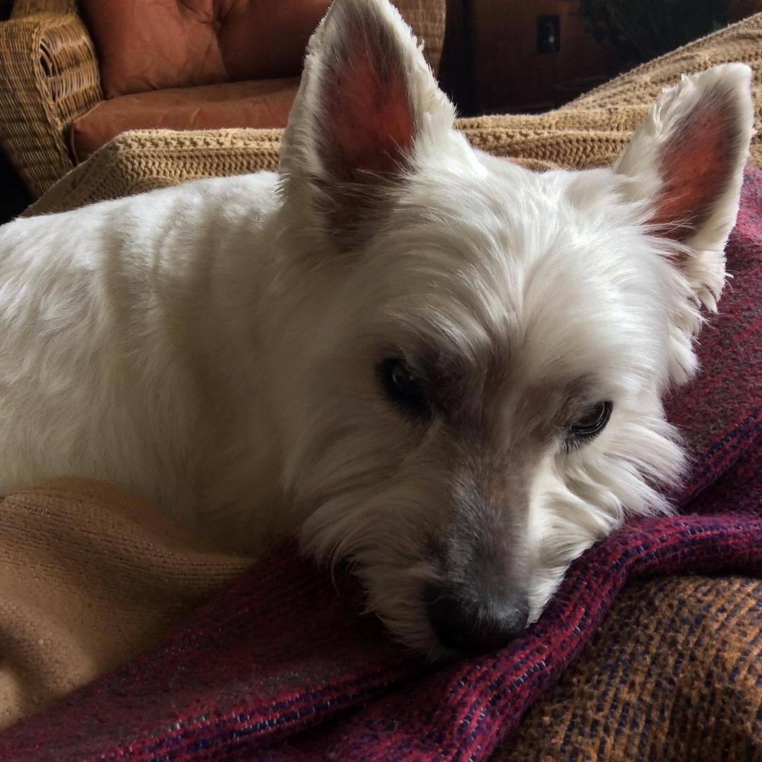 Maggie Mae getting ready for her afternoon nap!