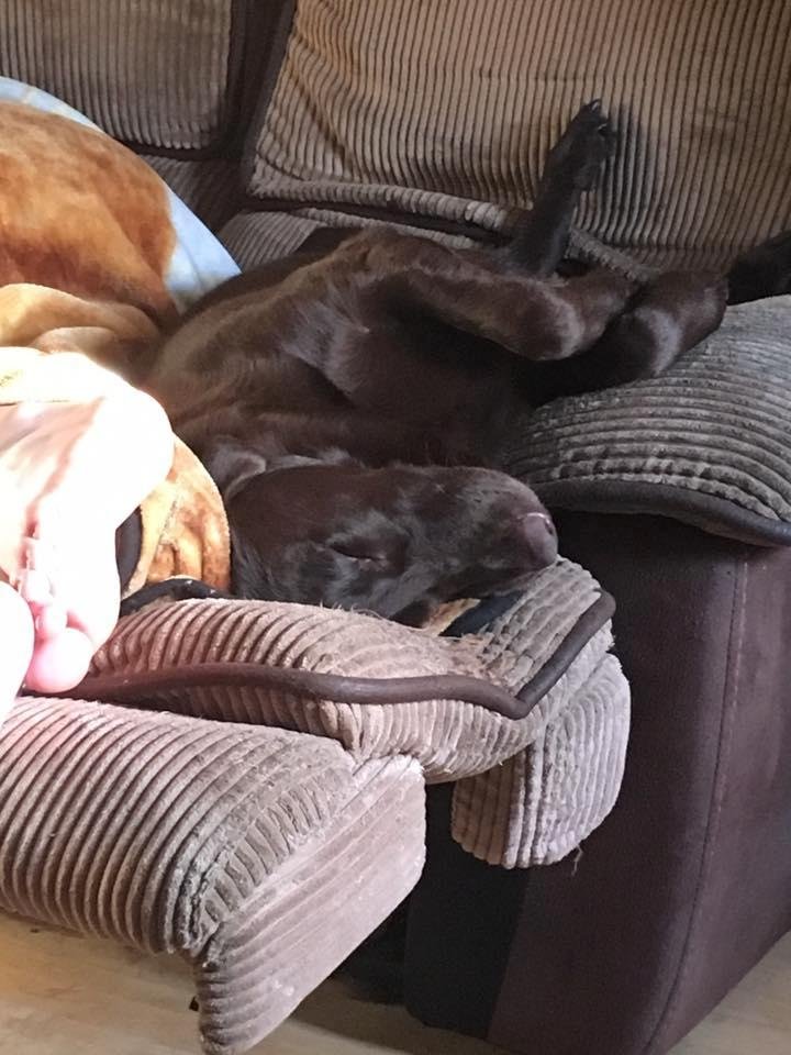 The way she sleeps just cracks me up!  LOL!