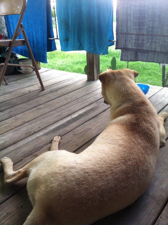 I found this dog on the street
