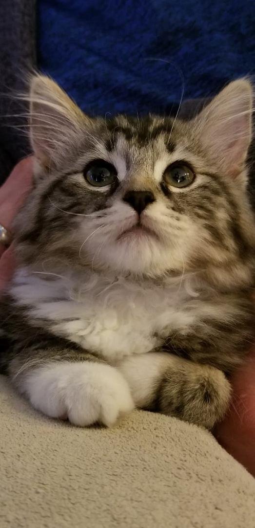 Got our little Lucy tonight she is just precious💖