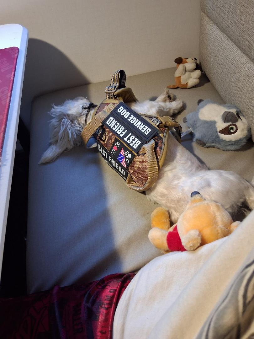 Here is my little Charlie resting next to me on my table in my RV camper. God is great.