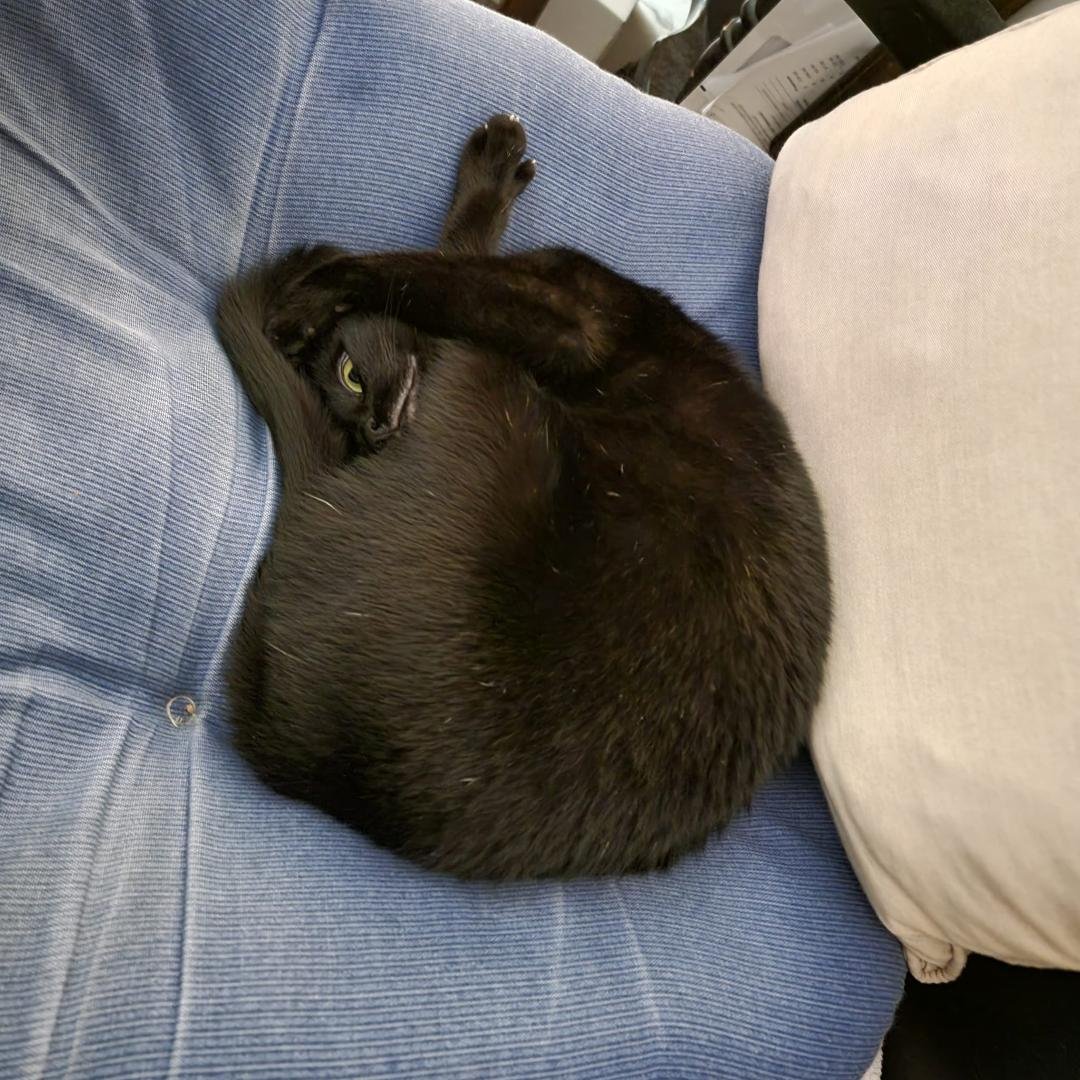 My wife's cat in a position I've never seen her in before!! She must have been watching my porn with me!!!
