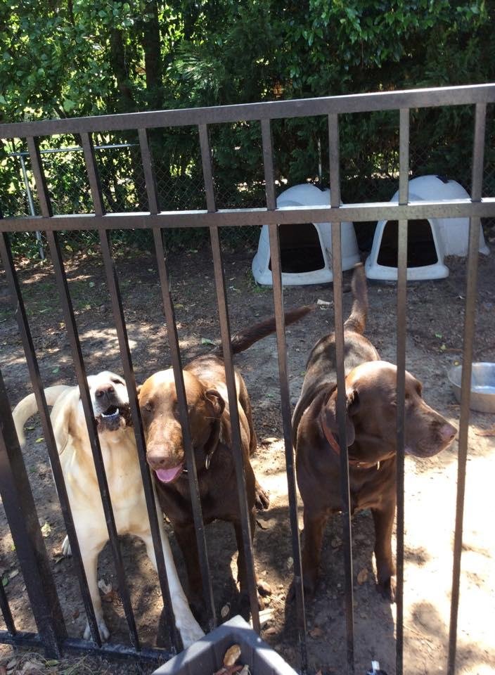 Happy dog day from our three knuckleheads!