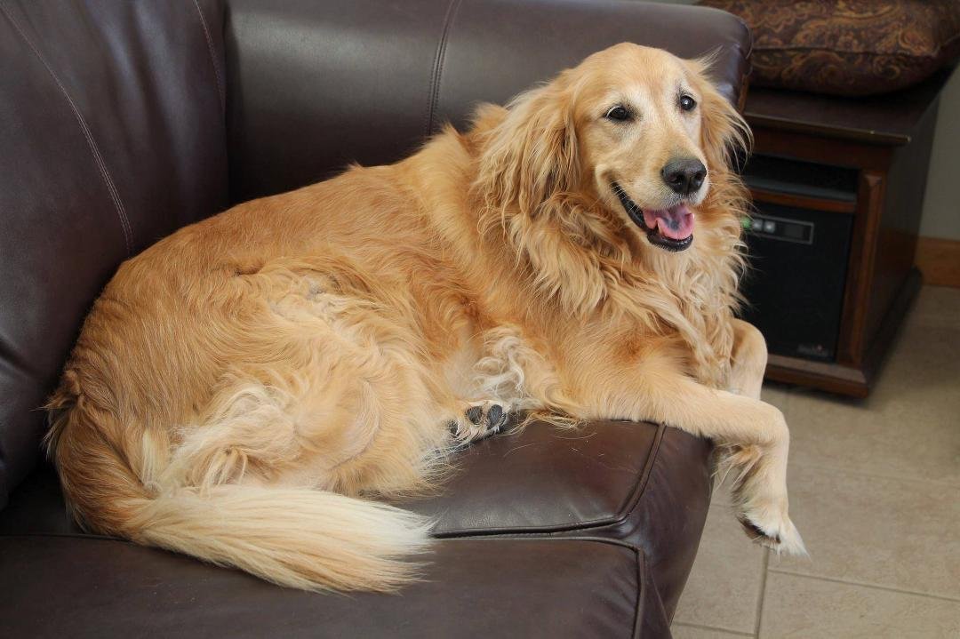 Happy 7th birthday, Chelsea.
