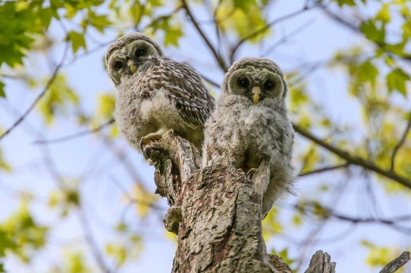 and then there were 4. these guys just made an appearance. i assume flying lessons begin shortly