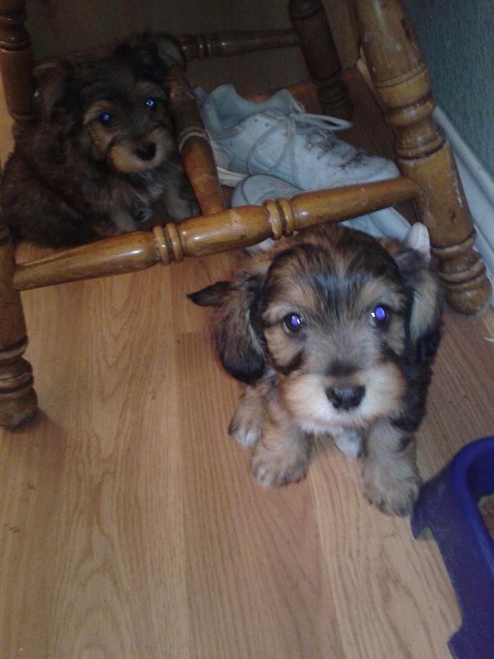 I have two puppies that need a good home. They are 8weeks old. They are a mixed bred. They are free and they will be small dogs.