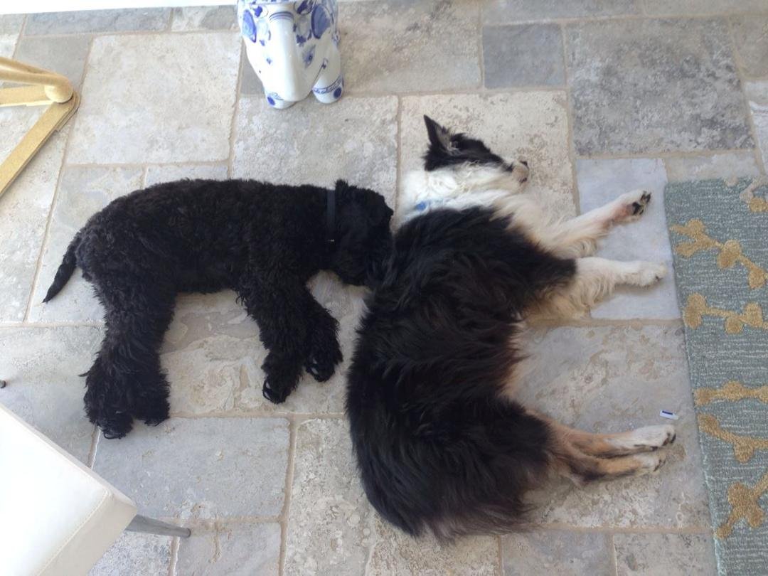 Think these two dogs are best buds?