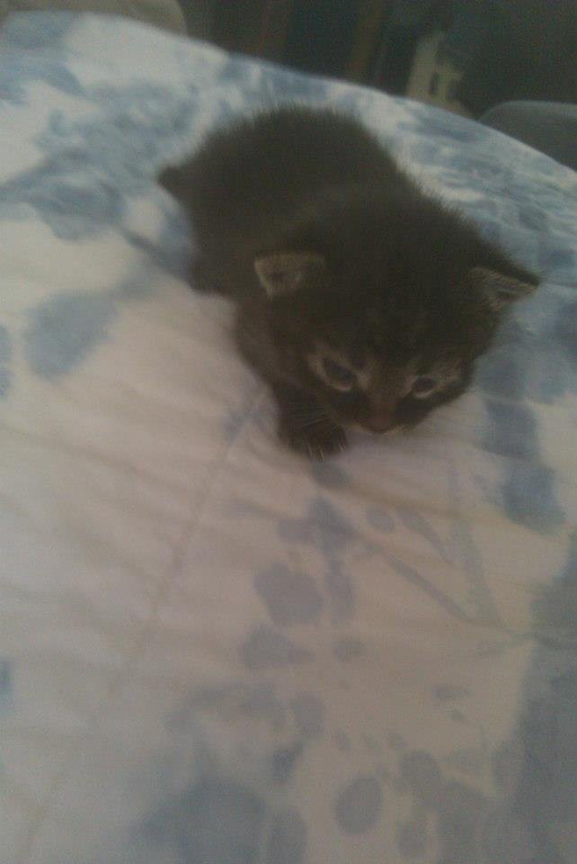 Kelly Mosgofian's album, Kittens!