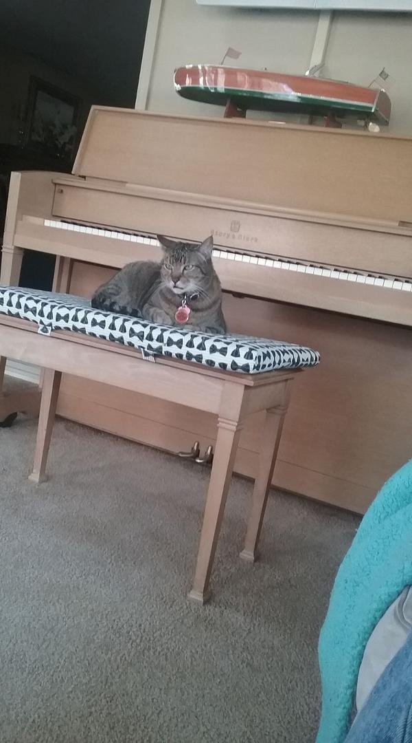 Tiger at our new piano