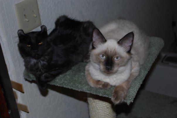 Emi and Eli resting on their cat tree.