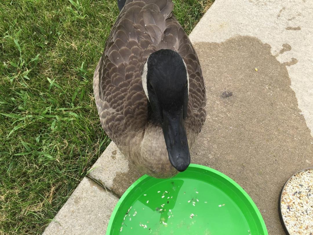 We rescued this goose yesterday, he followed us home when we were walking the dogs, it was very tame, but he couldn't fly, so we took him to Oaken Acres wildlife, he will be in good hands there! Thank you!