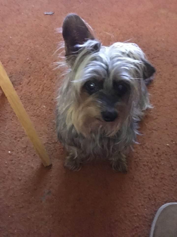 My little Sophie crossed the Rainbow Bridge this morning just days before her 14th birthday. Will certainly miss her❤️