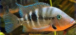 My cats went down to Yucatan and brought back this fish. I thought you might know something about it from back in your Dead Tonnage days.