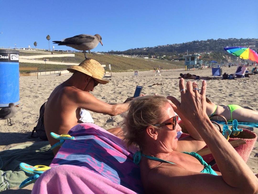 Sean the seagull whisperer