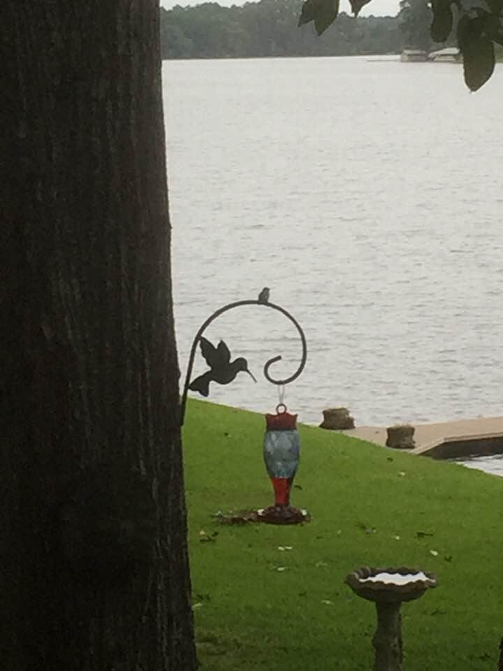 This little guy joined Daisy and me for coffee this morning.