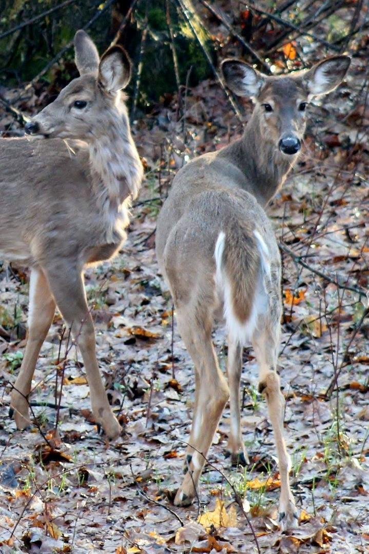 Michael Prinn's album, DEER MY Backyard