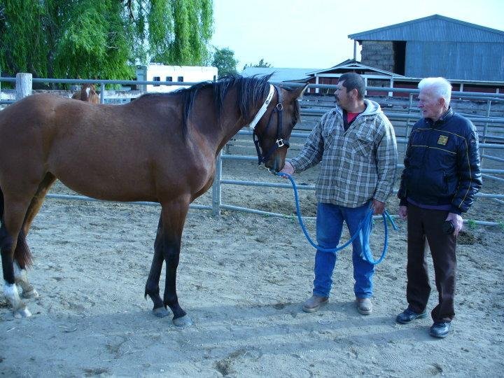 Peter Kay's album, Dad's horses