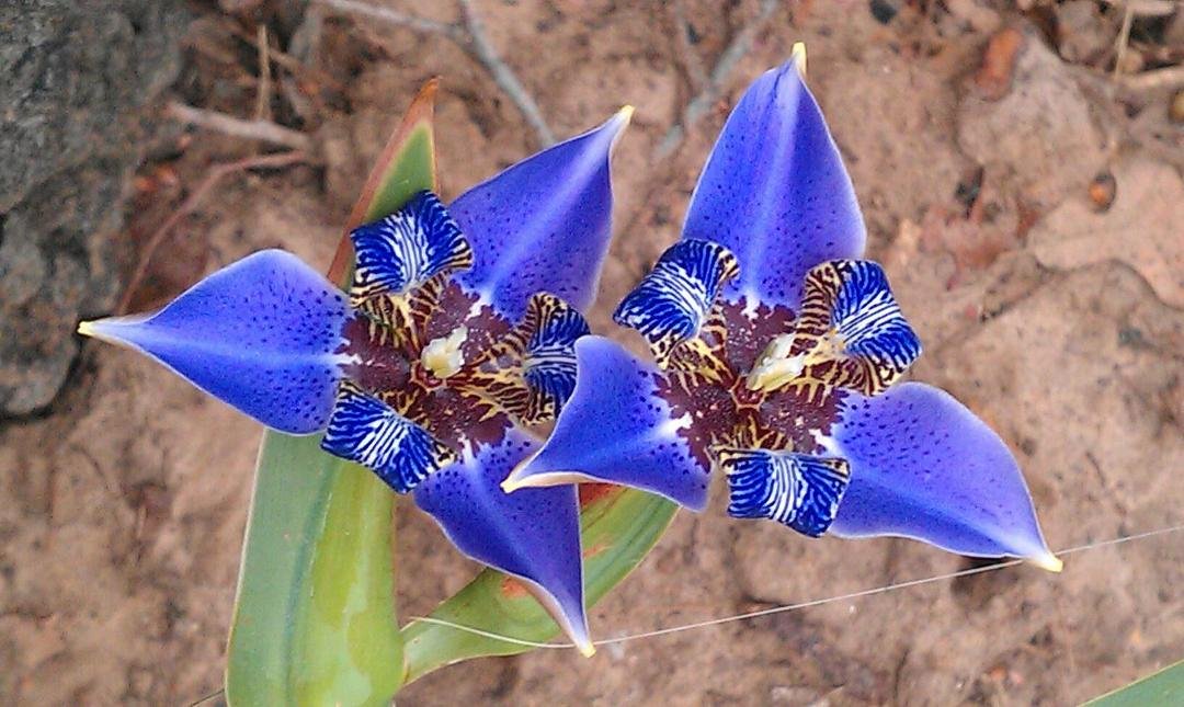 Newest addition Siberian iris