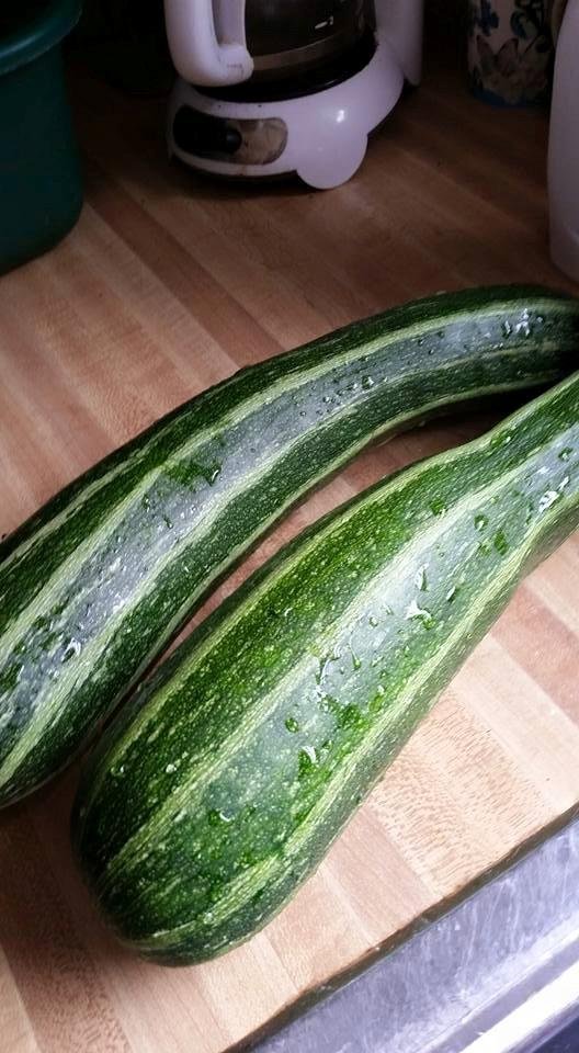 Look what just came out of my veggies garden