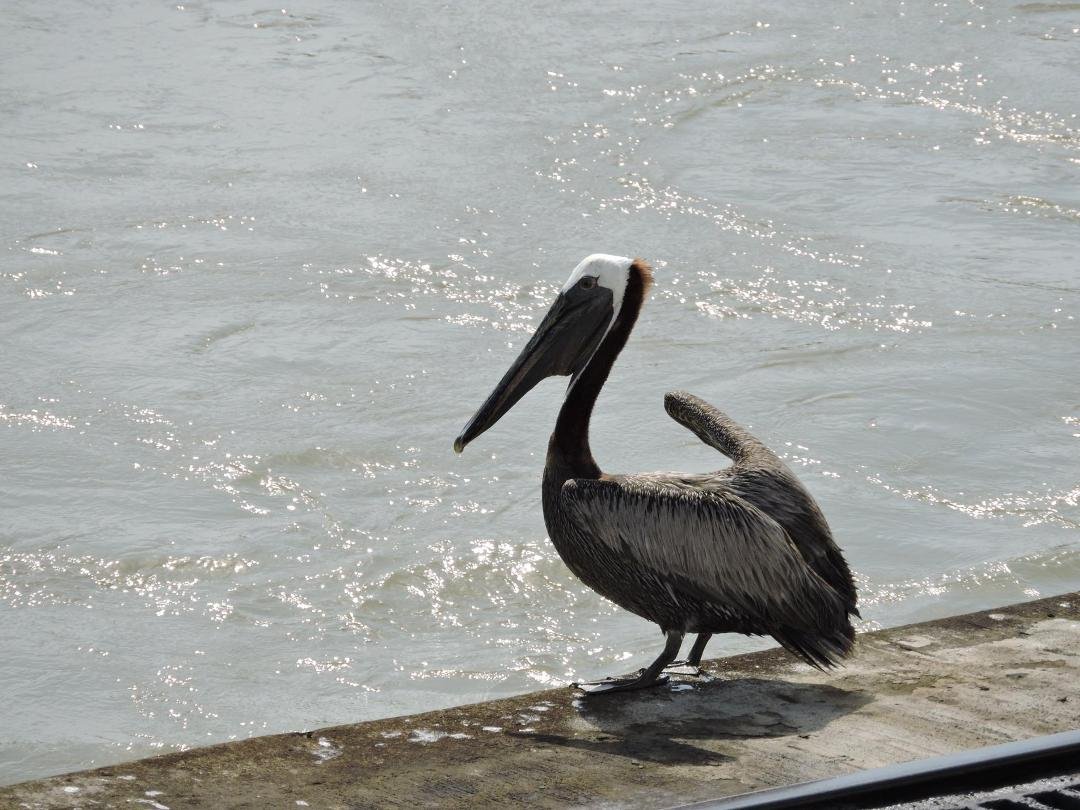 I found another bird to post, Patt Warren Feola,
And I will quote Ogden Nash, the great poet of light verse
"Consider the Pelican
His beak holds more than his Belly can."