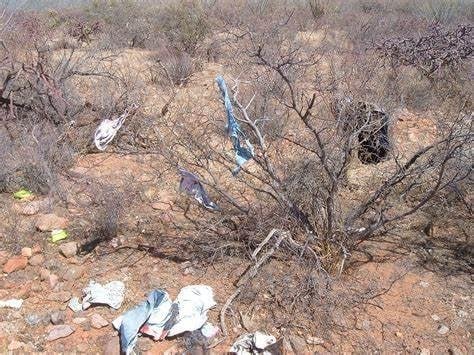 Border rape trees