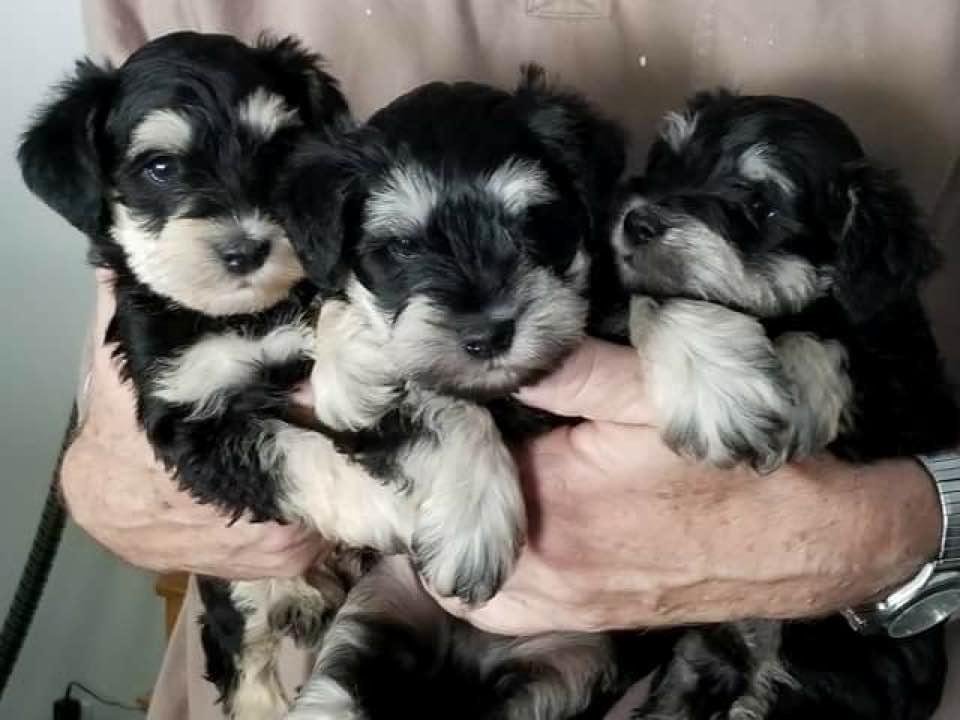 Our new baby the little one on the right