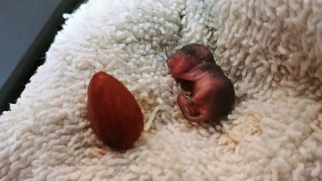We have a new member of the family. When Jeff & John arrived home Monday, this baby was on the runningboard of the Land Rover. Against all odds, he has survived thus far and is growing! (We feed him thru an IV syringe.) He 