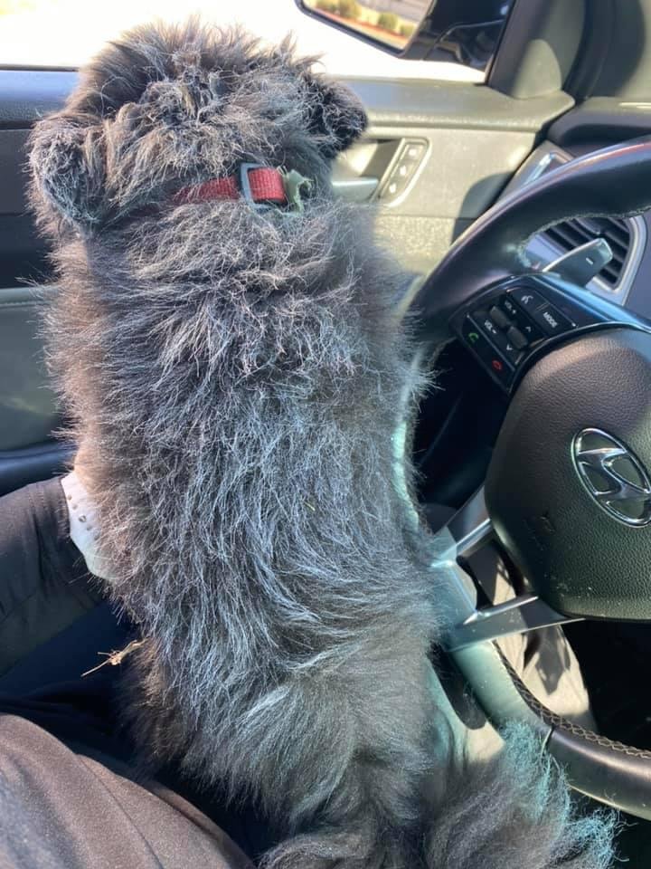 Bringing Rambo in to get the Krylon rattle can white spray paint off of his fur.. poor baby got “Dooched”
#doochdiaries