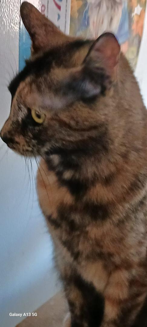 Torti