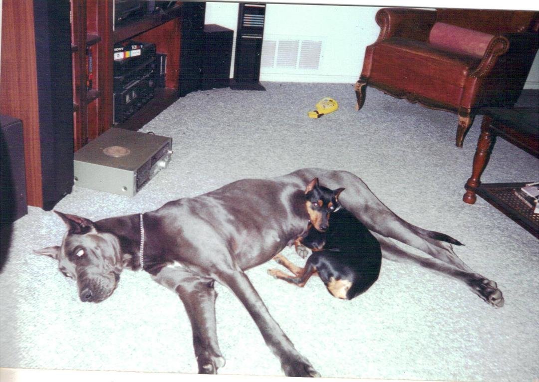 The protector, the Dane is the female, the Min Pin is the male. He acts real tough with his "body guard around!"