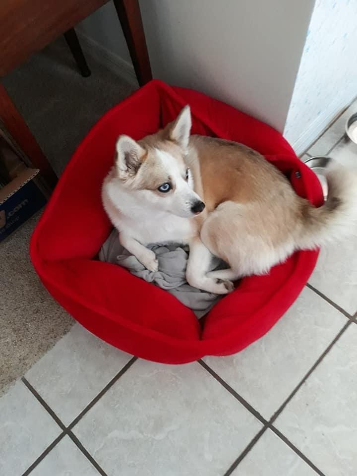 Winnie, at home in Maggie's bed