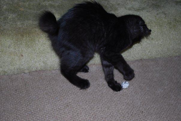 Emi playing.