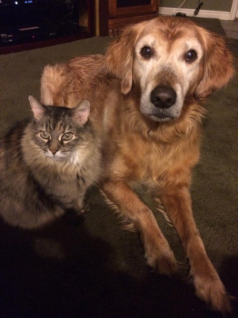 Napoleon passed away two years ago. Loved that dog! Still come home sometimes and wonder why he is not at the front door.
He was gentle, loving, would never hurt anyone. We will always remember him.