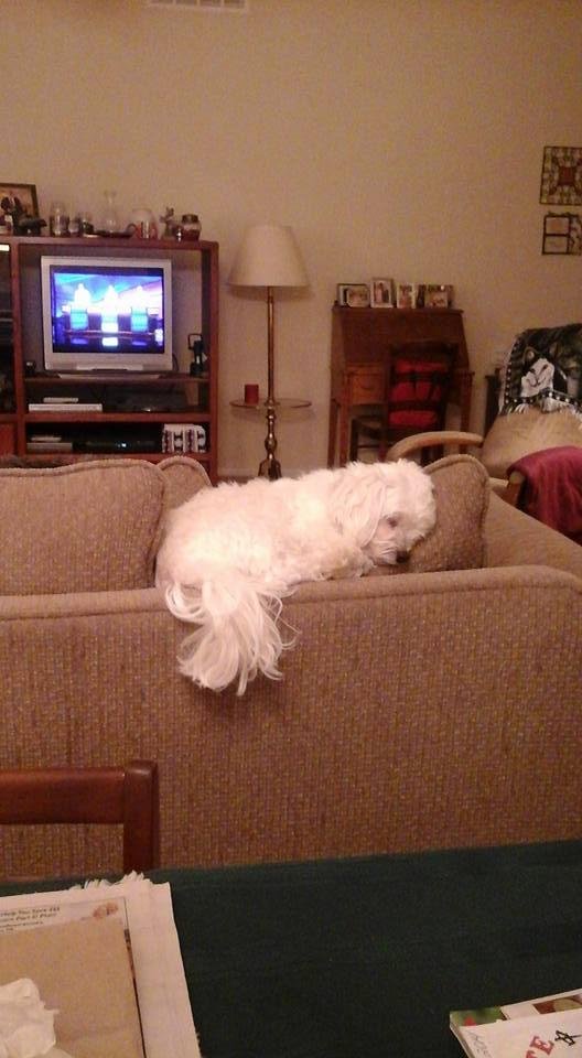 Just chilling on the couch!!