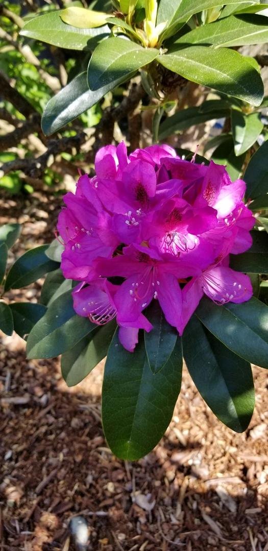 Love my rhodies!