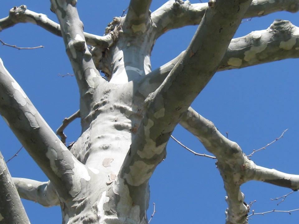 The trees along the boardwalk in Vevey, they looked pretty weird almost as if they had on camo bark