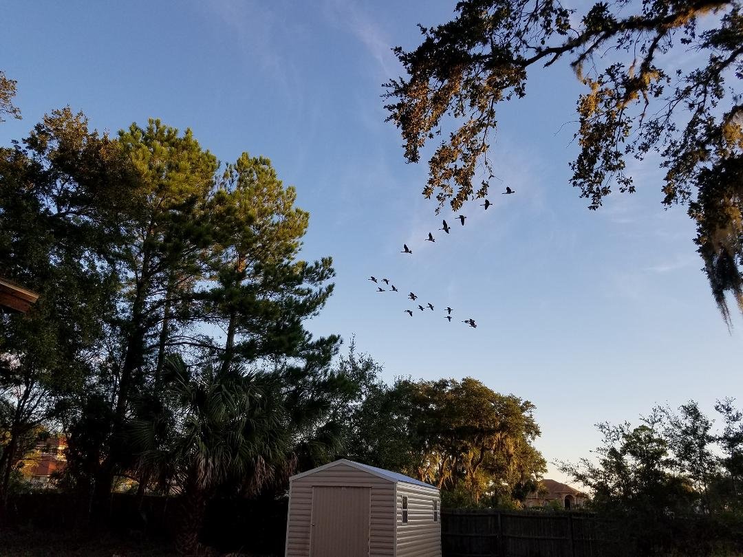 Caught a flock of Canadian Geese while taking a shot of our storage shed that made it through Mathew. Flying East to West. What caught my attention was all the honking they were making as they flew by.