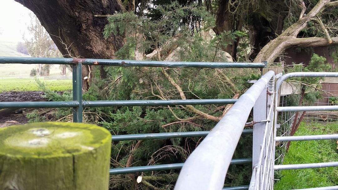 We lost a couple of trees during the last storm. This one landed on the corner of one of our buildings, but didn't hurt the building yet. We have to figure out how to get it off of the building without doing damage. It wa
