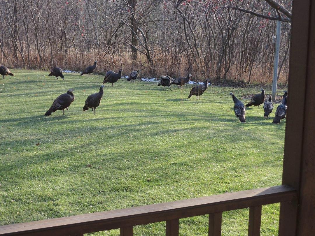The front yard,..2 days ago. I hope everyone has a Great Thanksgiving. Go ahead and stuff yourselves !