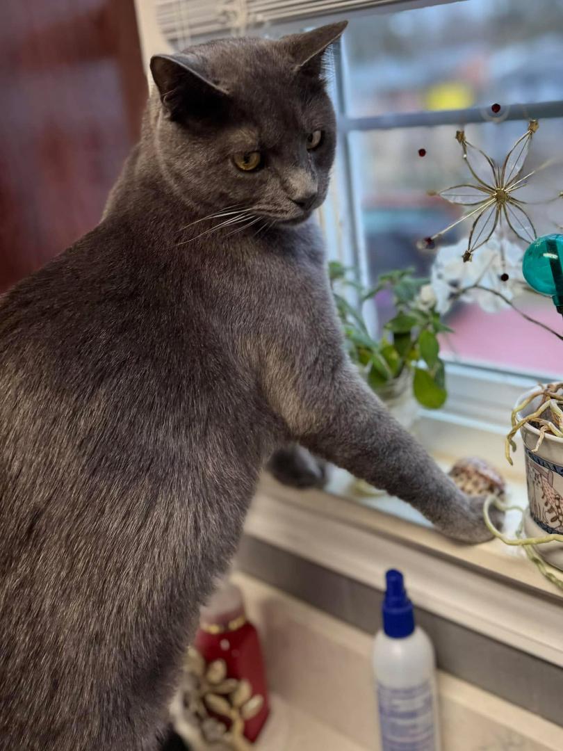 Arlo sneaking a peek out the kitchen window.