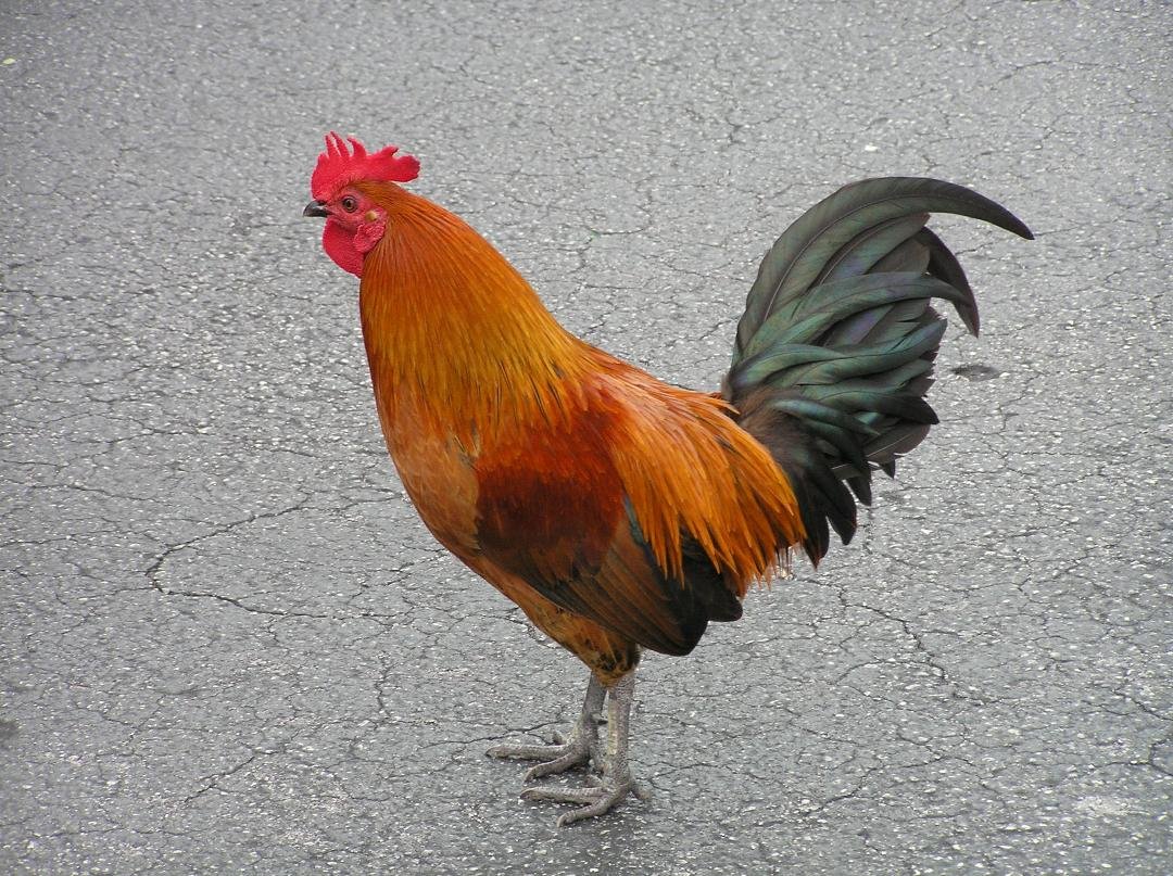 Key West greeter