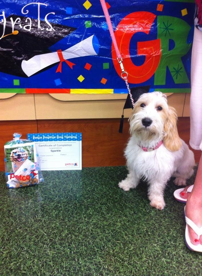 Sparkle graduates from Puppy Class 2 AND earns her CGC (Canine Good Companion!) A great AKC accomplishment for my 6 month old girl.