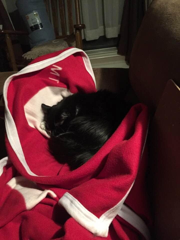 Zoey says roll tide. Asleep on my blanket