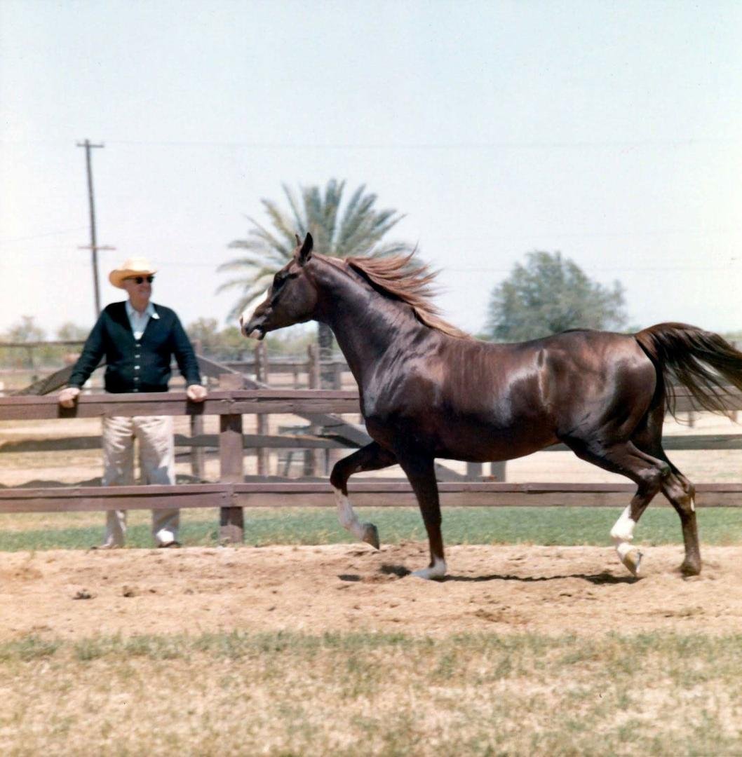 TbT. Famed Arabian breeder Ed Tweed- Brusally Ranch - Scottsdale, and the great Polish import *Orzel.