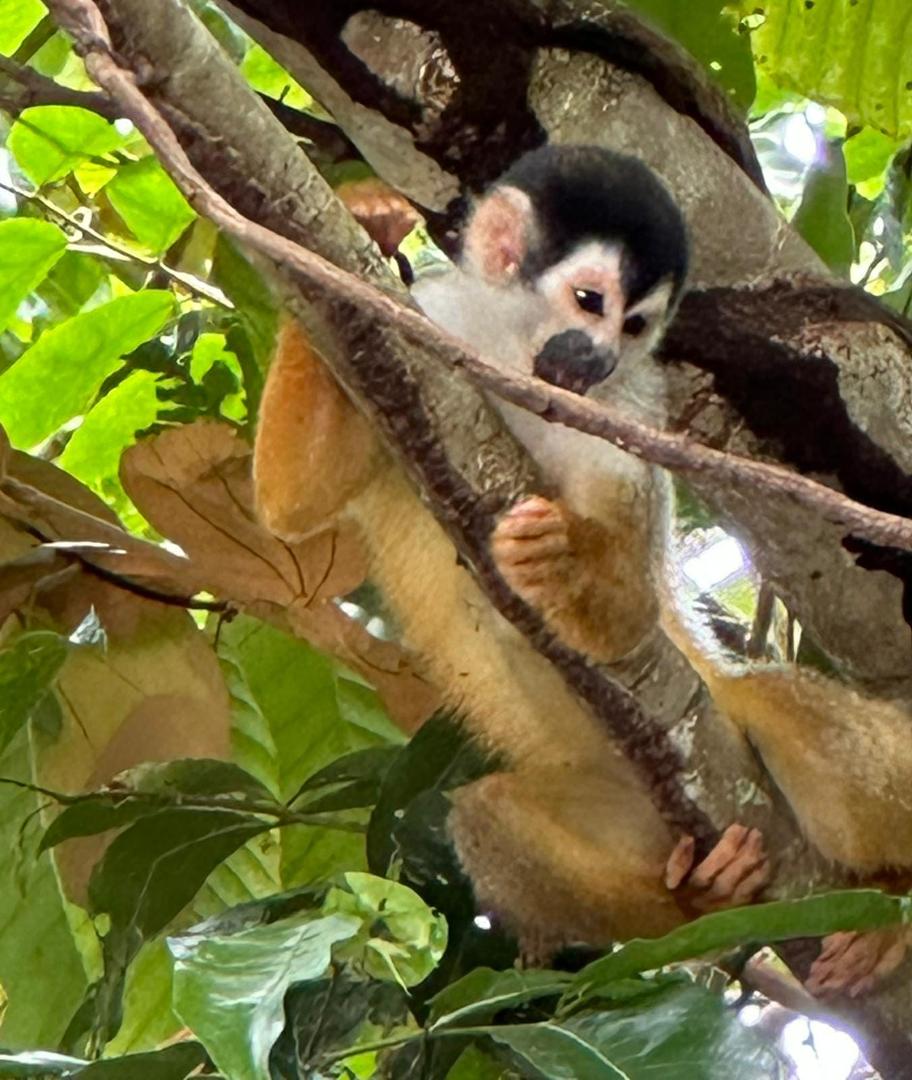 Still in Costa Rica.  Today went on a jungle river cruise.  Saw monkeys, snakes, crocks and turtles.  The trees, bamboo and plants were all so beautiful too.