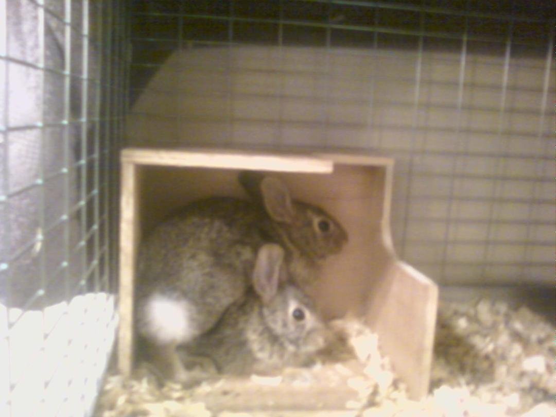 What the heck these's two rabbits are doing