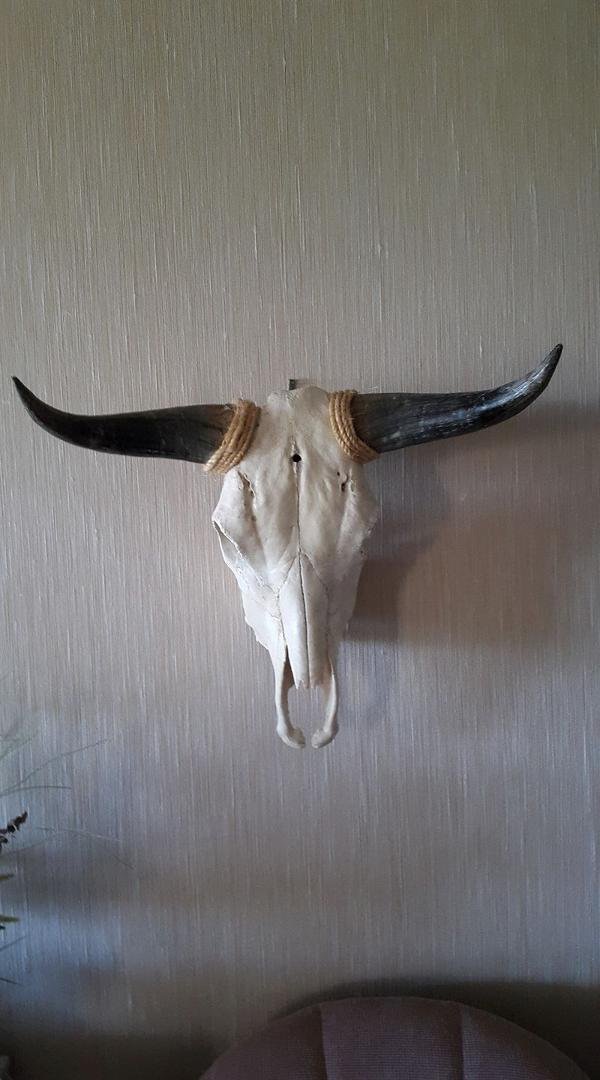 Bull died of anorexia